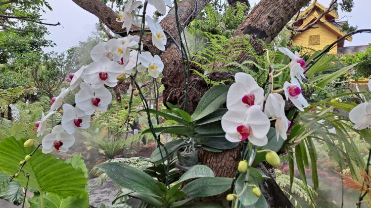 วัดแสงแก้วโพธิญาณ